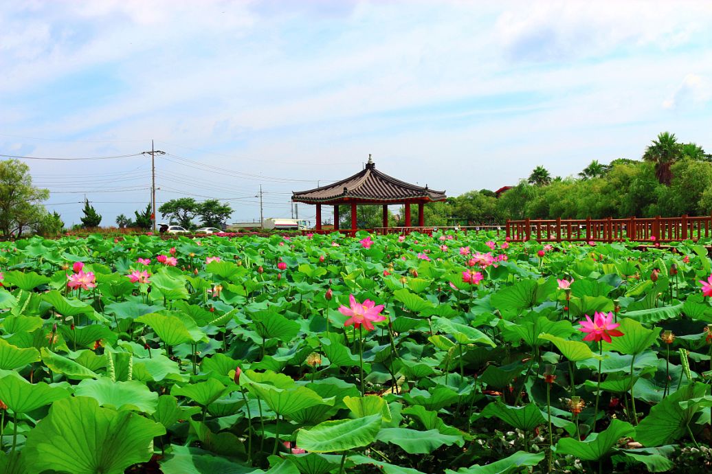 白槿湖最新,白槿湖概述