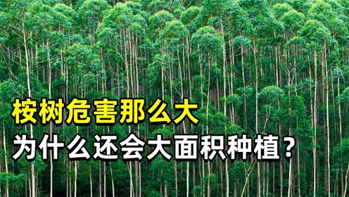 广西桉树种植新政策，重塑绿色未来的篇章